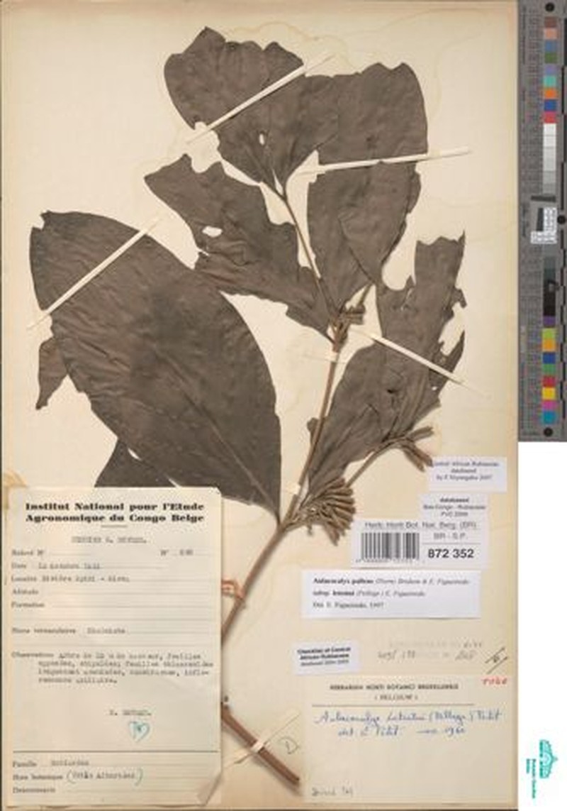 Aulacocalyx pallens subsp. letestui photo 4
