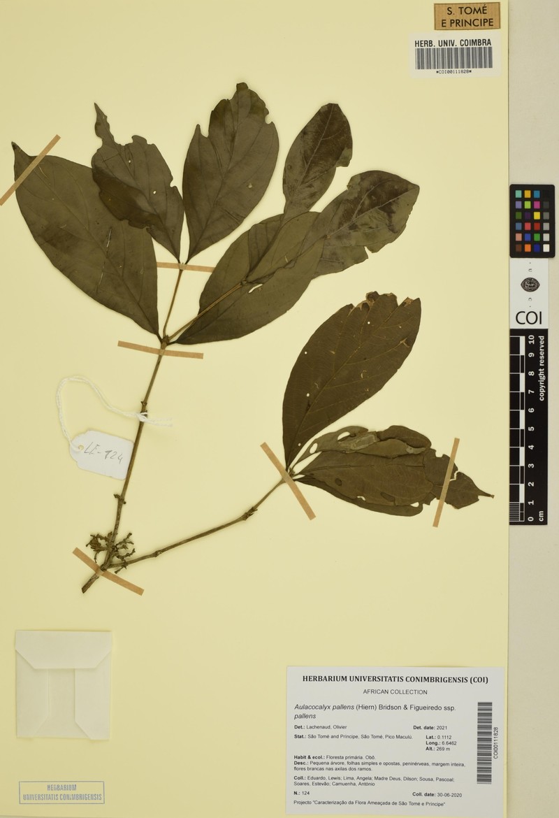 Aulacocalyx pallens subsp. pallens
