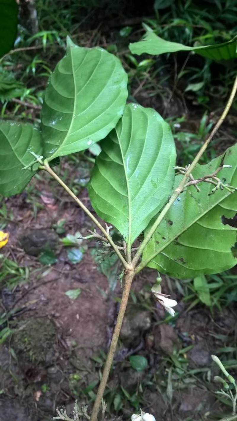 Aulacocalyx pallens subsp. pallens photo 2