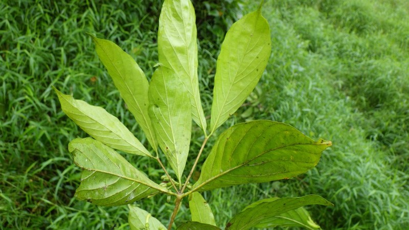 Aulacocalyx pallens subsp. pallens photo 3