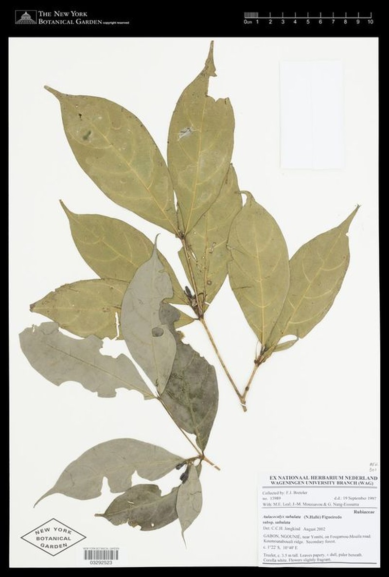Aulacocalyx subulata