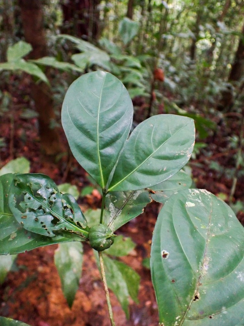 Aulacocalyx subulata photo 2