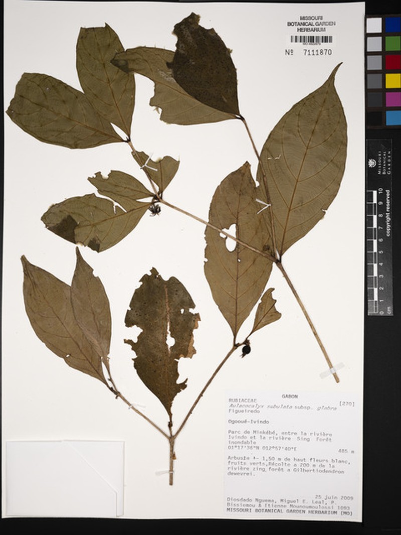 Aulacocalyx subulata subsp. glabra