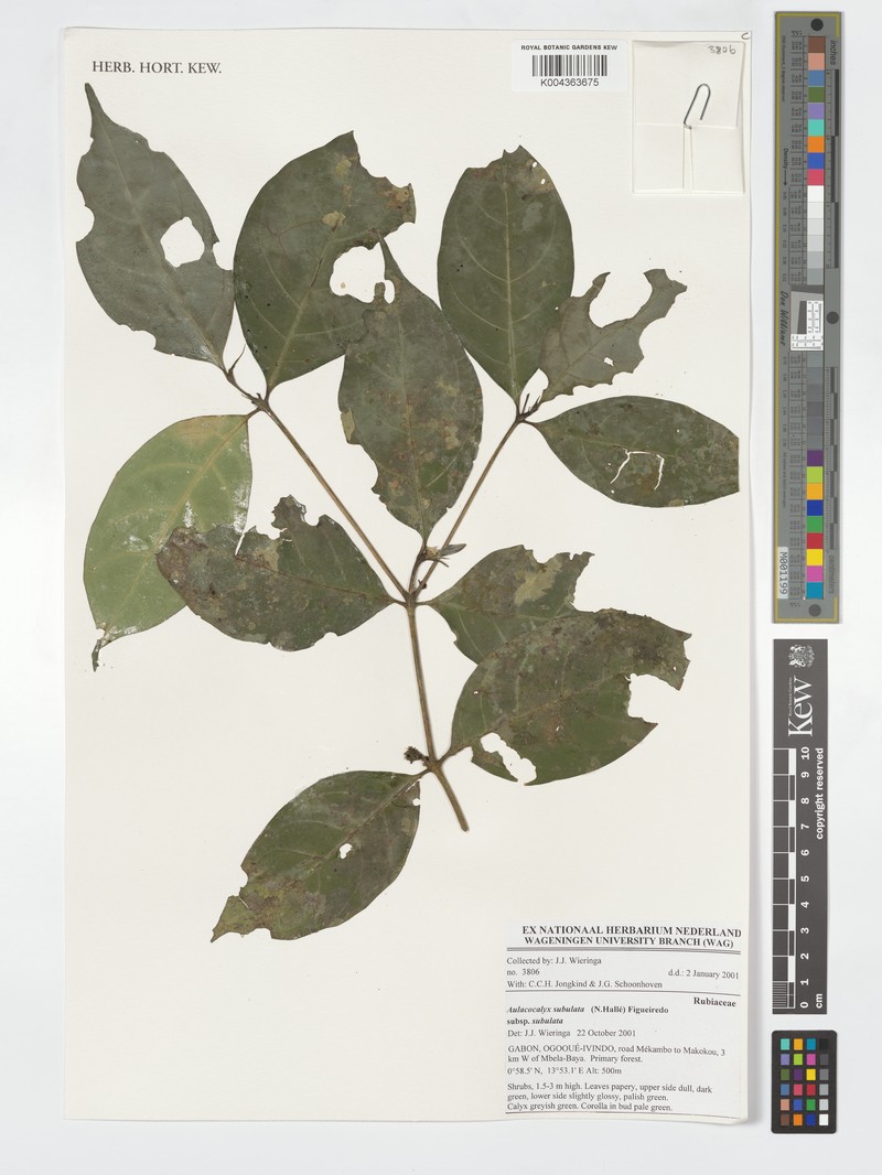 Aulacocalyx subulata subsp. glabra photo 2