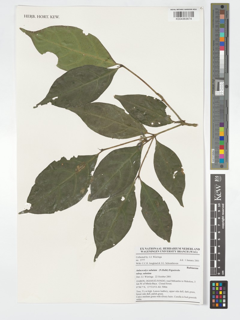 Aulacocalyx subulata subsp. glabra photo 3
