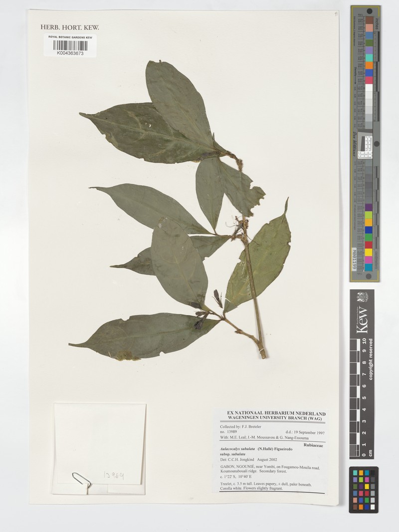 Aulacocalyx subulata subsp. glabra photo 4