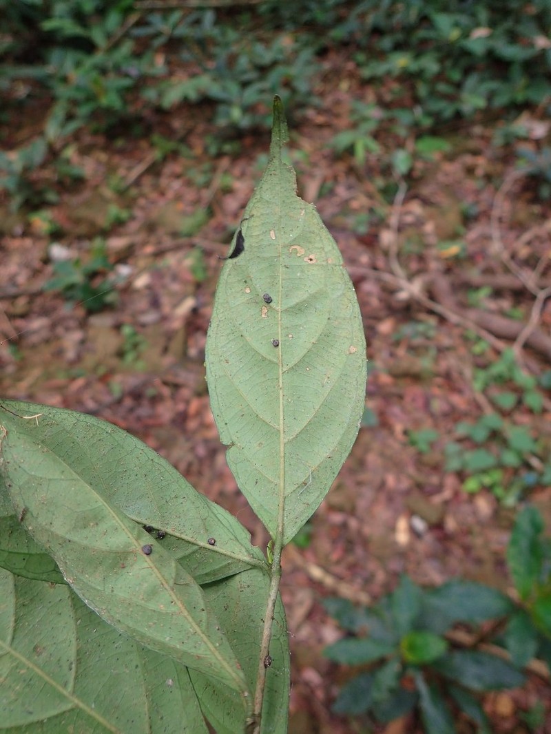 Aulacocalyx subulata subsp. subulata