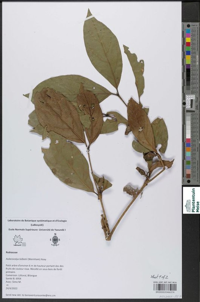 Aulacocalyx talbotii