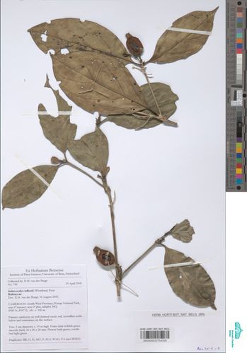 Aulacocalyx talbotii photo 2