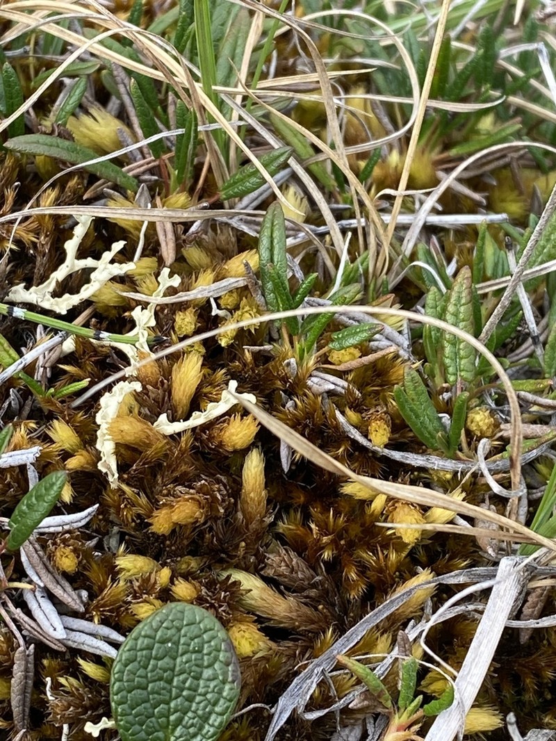 Acutetip Aulacomnium Moss