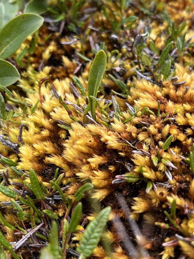 Acutetip Aulacomnium Moss photo 2