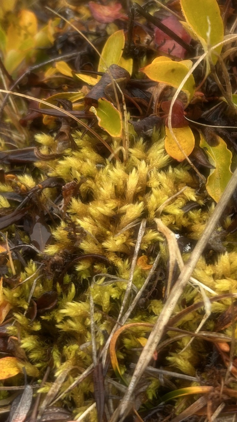 Acutetip Aulacomnium Moss photo 3