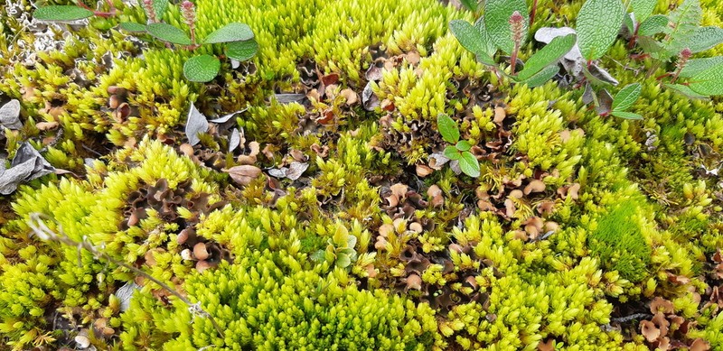 Acutetip Aulacomnium Moss photo 4