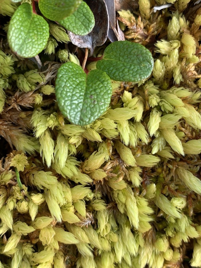 Acutetip Aulacomnium Moss photo 6