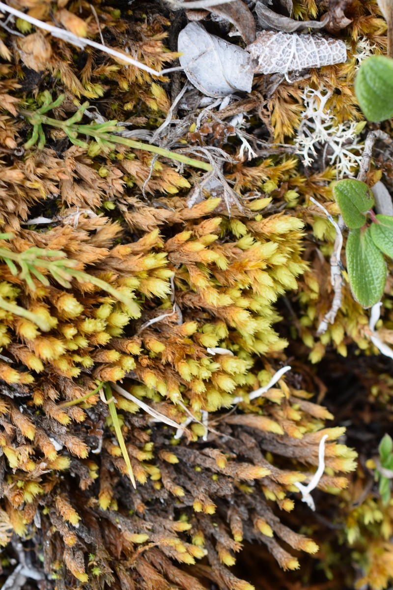 Acutetip Aulacomnium Moss photo 8