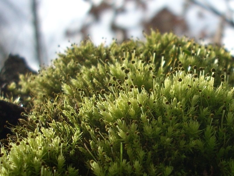 Aulacomnium Moss