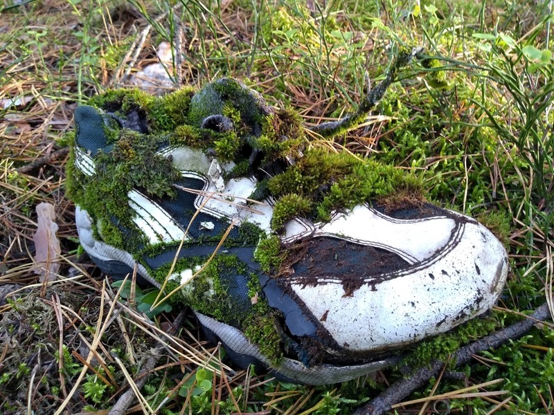 Aulacomnium Moss photo 2