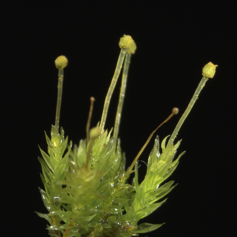 Aulacomnium Moss photo 3