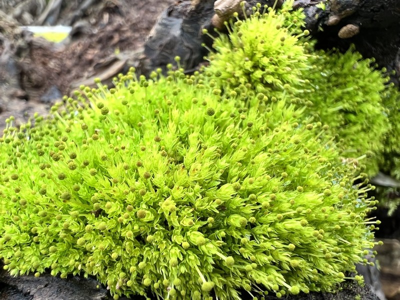 Aulacomnium Moss photo 4