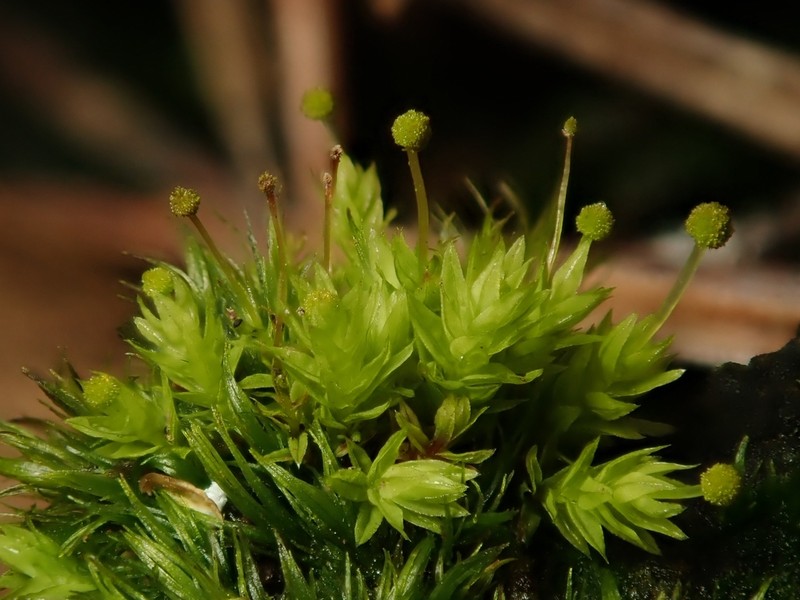 Aulacomnium Moss photo 5
