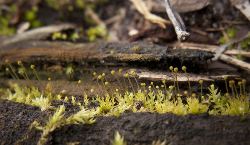 Aulacomnium Moss photo 6