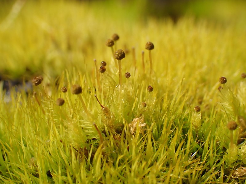 Aulacomnium Moss photo 7