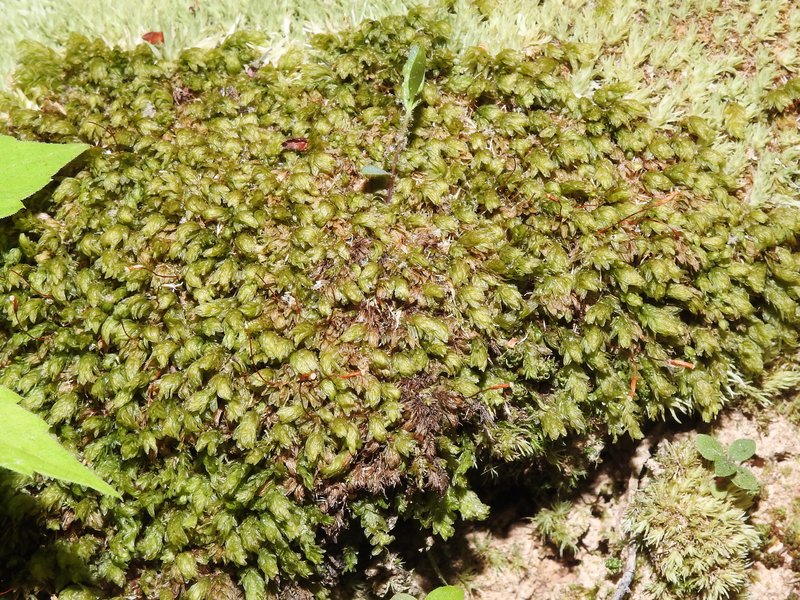 Aulacomnium Moss
