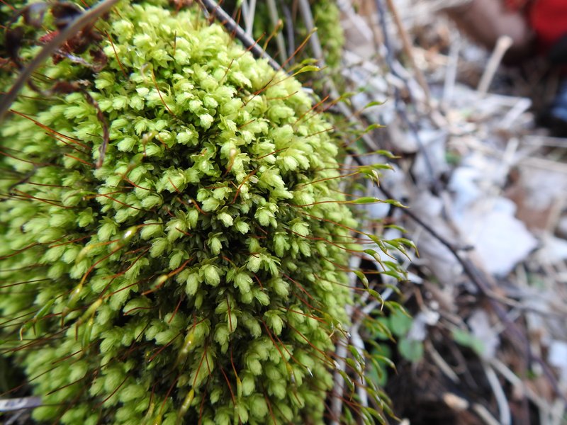 Aulacomnium Moss photo 2