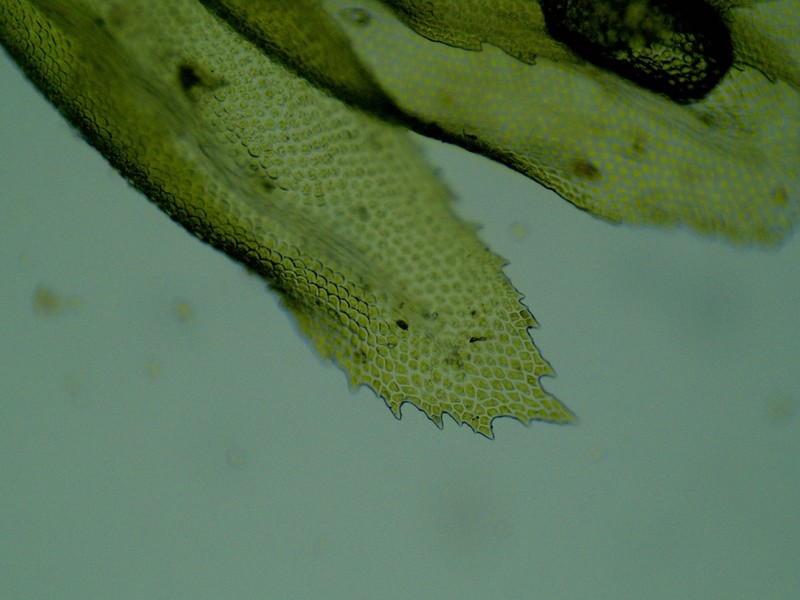 Aulacomnium Moss photo 3
