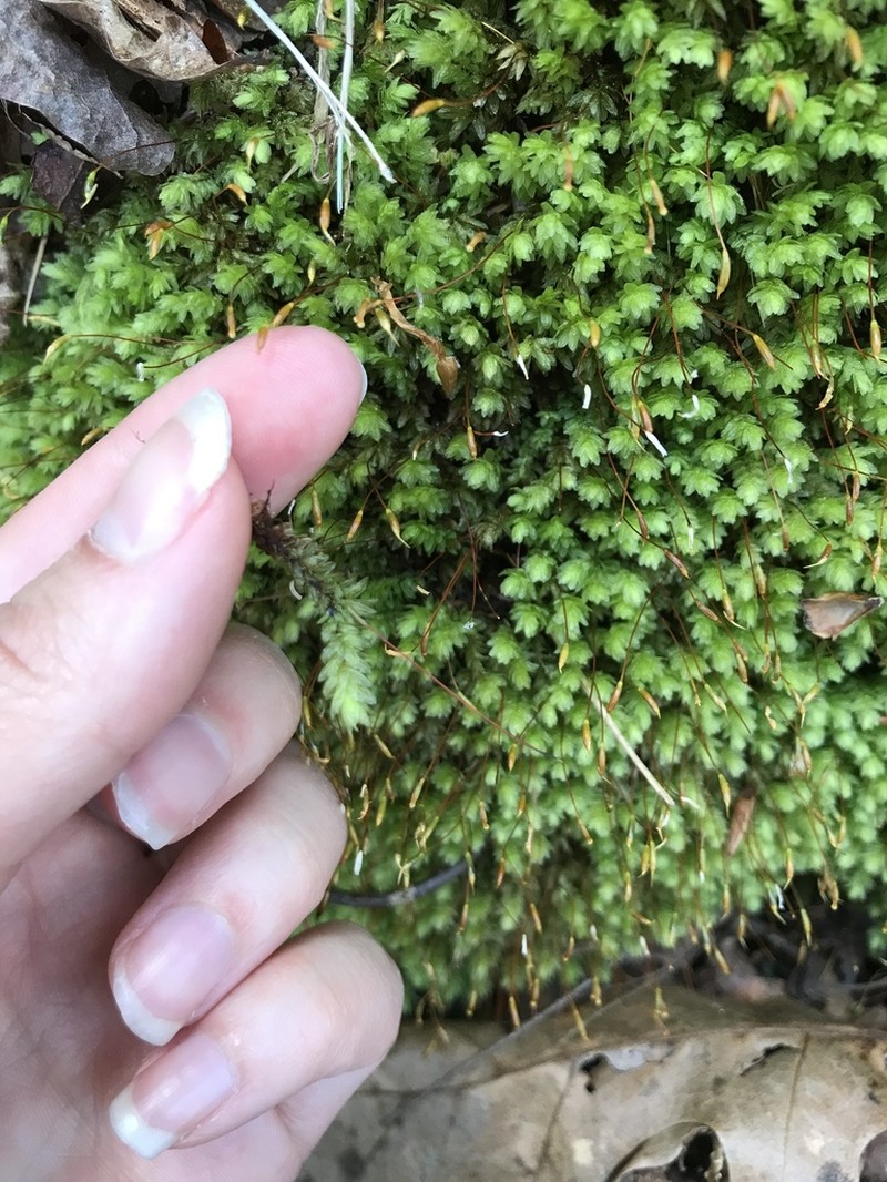 Aulacomnium Moss photo 4
