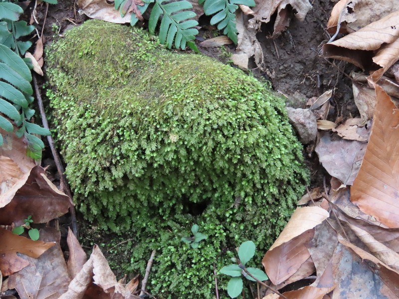 Aulacomnium Moss photo 5