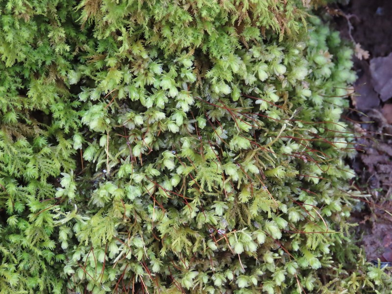 Aulacomnium Moss photo 6