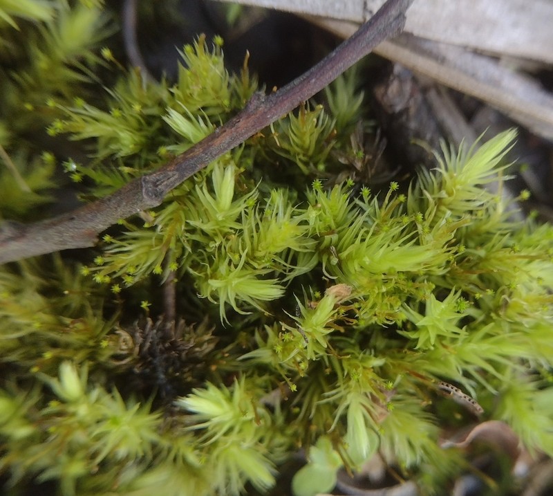 Aulacomnium Moss photo 2