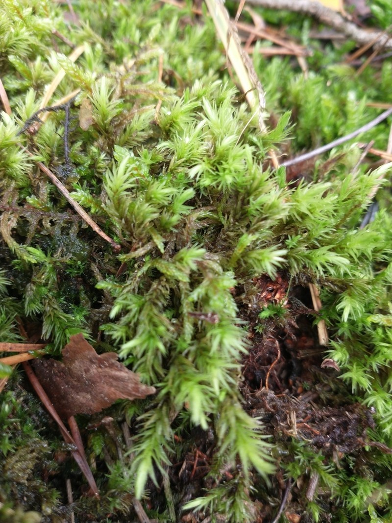 Aulacomnium Moss photo 3