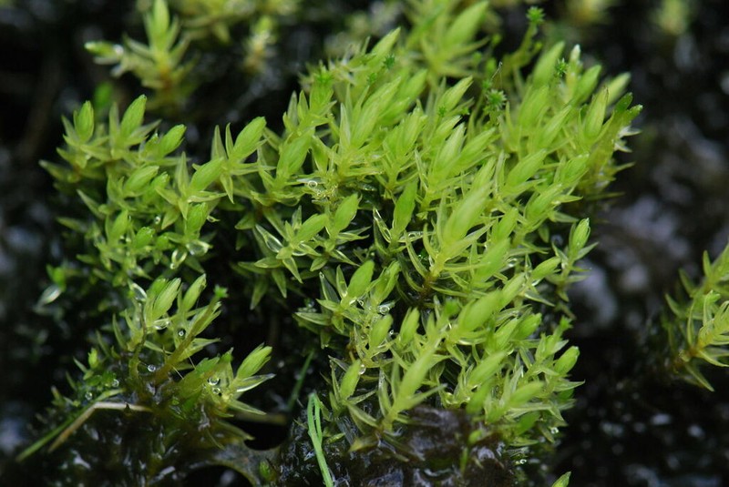 Aulacomnium Moss photo 4