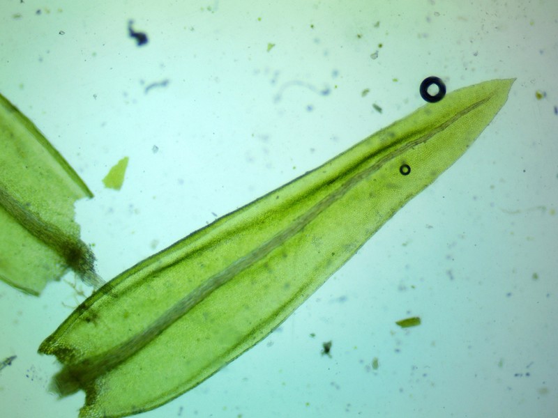 Aulacomnium Moss photo 5