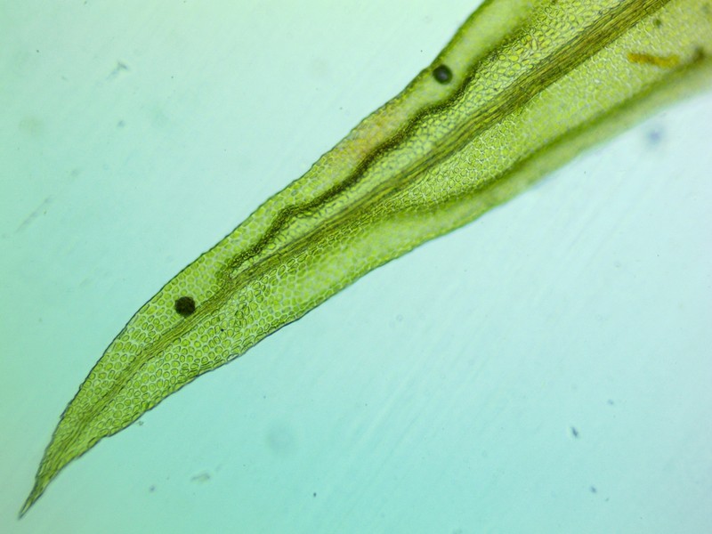 Aulacomnium Moss photo 6