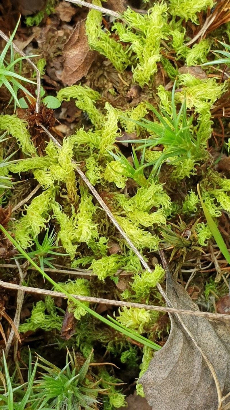 Aulacomnium Moss photo 7