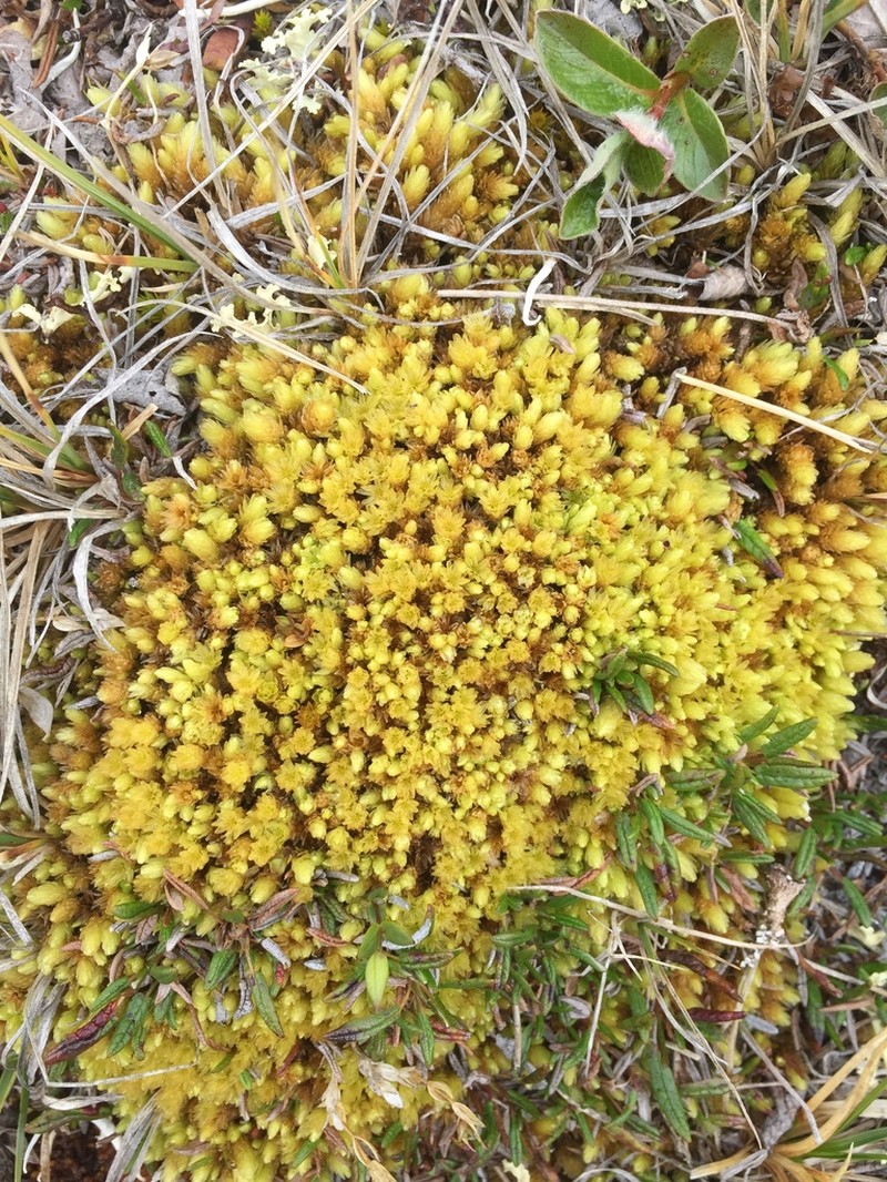 Turgid Aulacomnium Moss photo 2