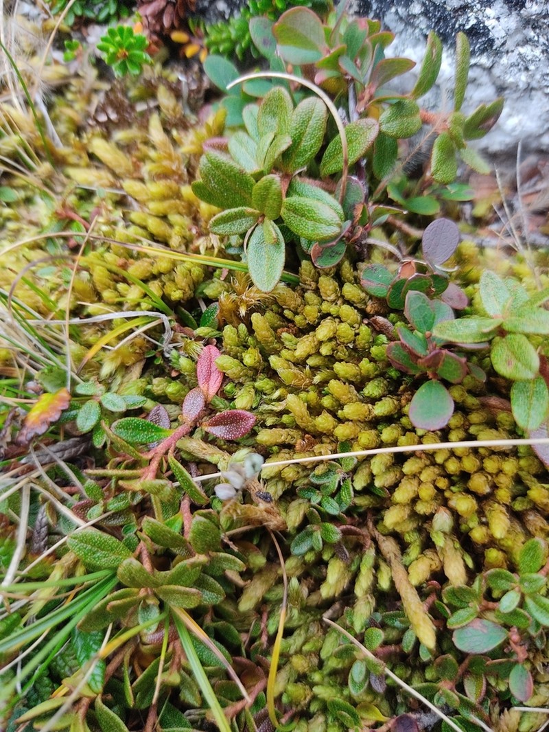 Turgid Aulacomnium Moss photo 3