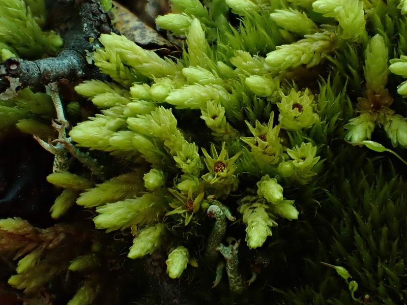 Turgid Aulacomnium Moss photo 4