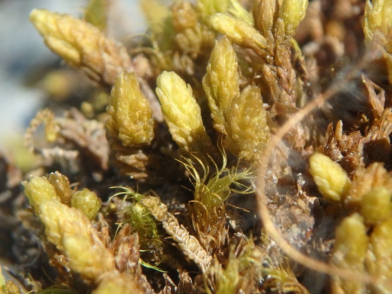 Turgid Aulacomnium Moss photo 5