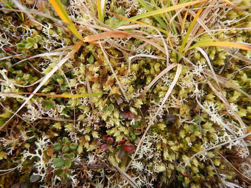 Turgid Aulacomnium Moss photo 6
