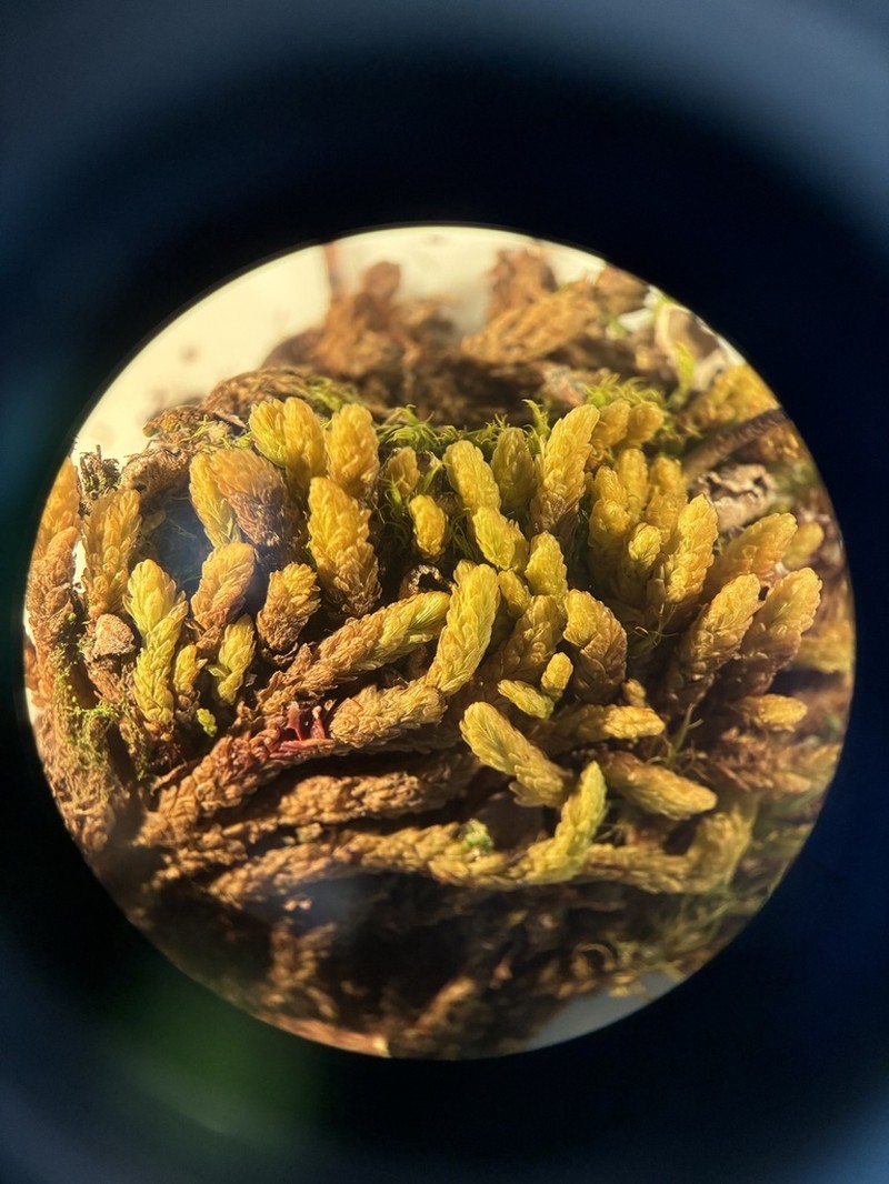 Turgid Aulacomnium Moss photo 7