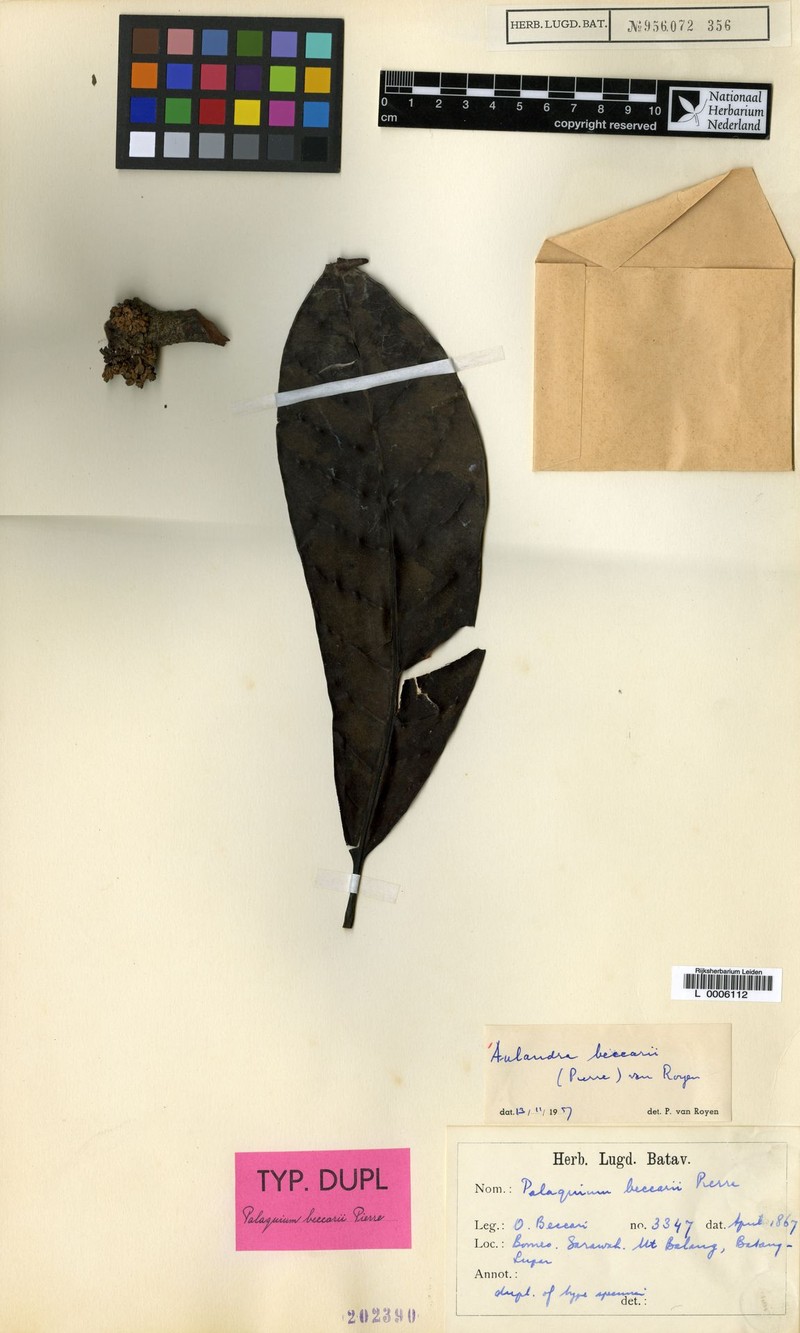 Aulandra beccarii