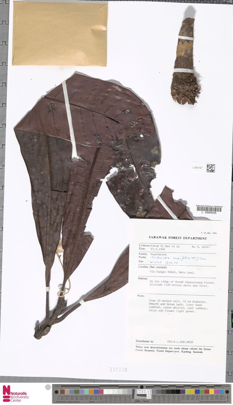 Aulandra longifolia