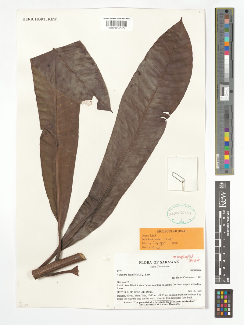 Aulandra longifolia photo 2