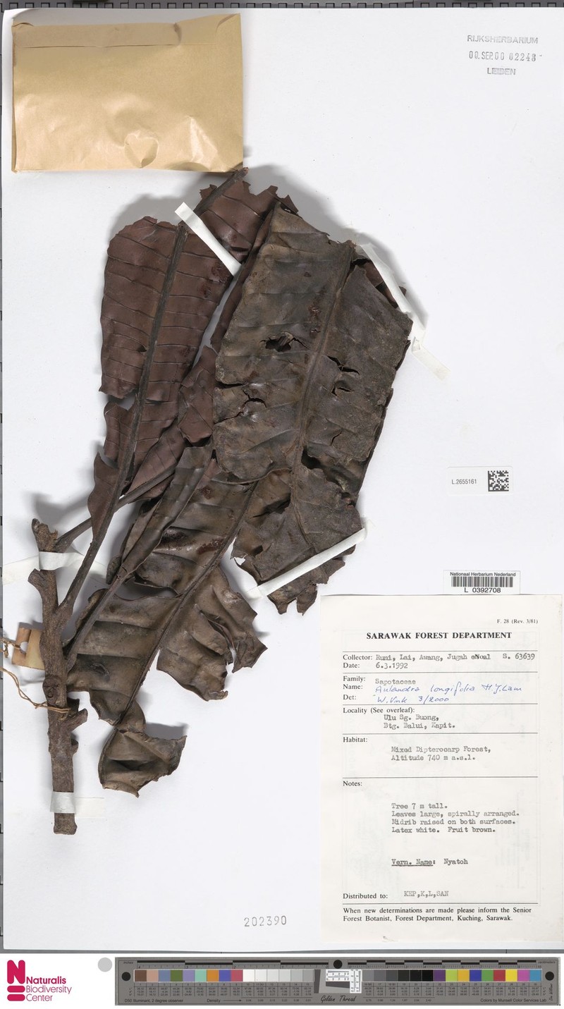 Aulandra longifolia photo 3