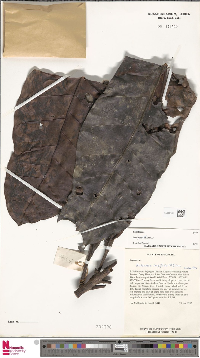 Aulandra longifolia photo 4