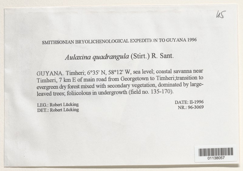 Aulaxina Lichen